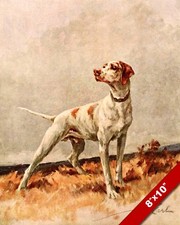 RITRATTO DI PUNTATORE ANIMALE