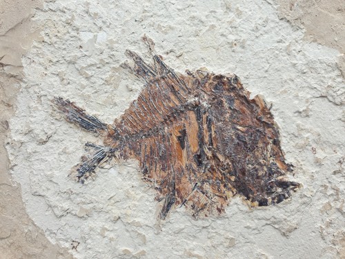 Nursallia rarissimo - -,