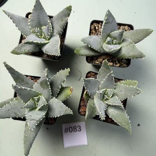 Vendita pezzi rari cactus - 4,