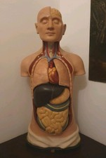 antico busto anatomico medico