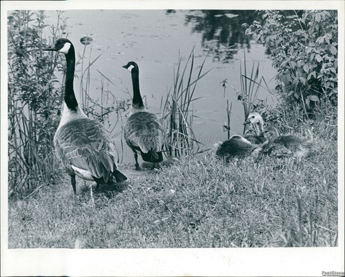 1963 canada oche goslings - 1963,