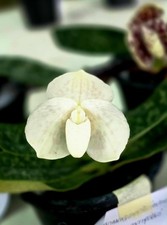 Paphiopedilum bellatulum semi