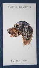 GORDON SETTER   Vintage Head