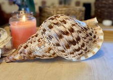 Charonia Tritonis Tromba