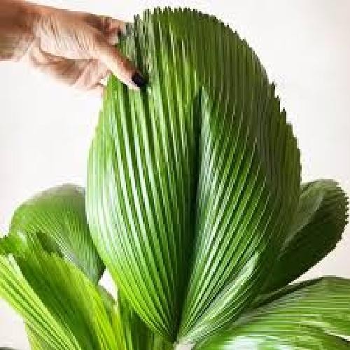 Licuala grandis 120 in - licuala,