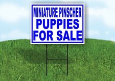 Miniatura schnauzer cuccioli - schnauzer,