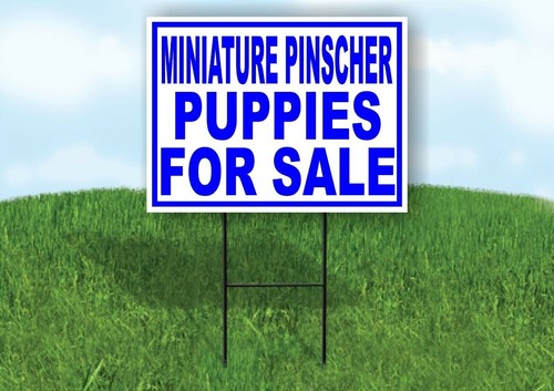 Miniatura schnauzer cuccioli - miniatura,