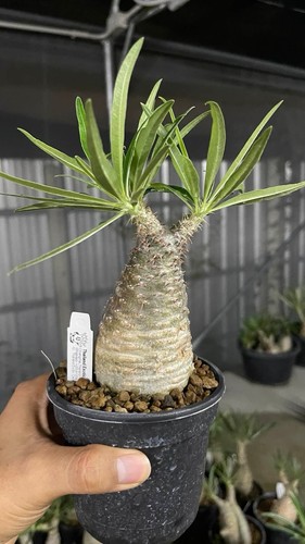 Pachypodium gracilius - pachypodium,