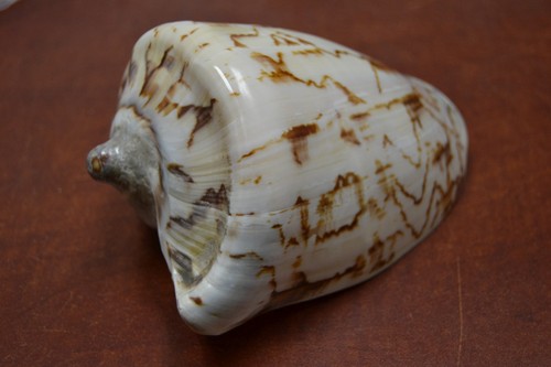 Big imperial nobble - imperial,