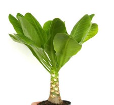 Brighamia insignis - Seltene Hawaii-Palme