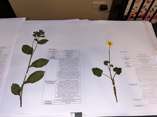 Herbarium mit gepressten - herbarium, 10