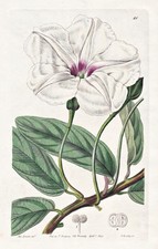 Ipomaea Longifolia Messico