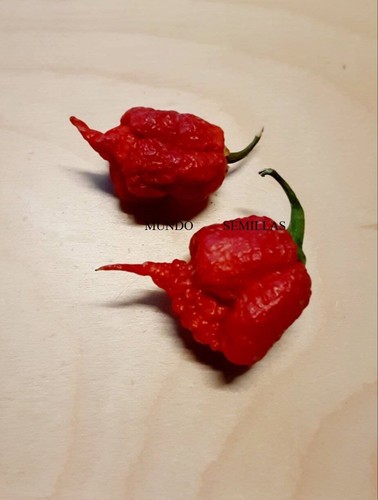 Carolina reaper più - carolina,