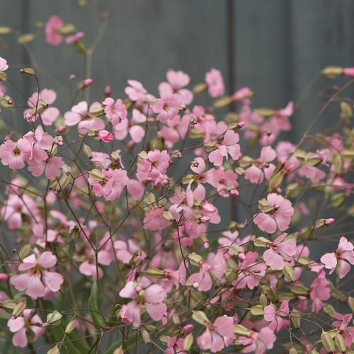 Fiore saponaria - saponaria, `saponaria