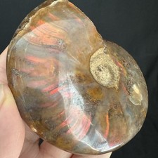Esemplare fossile di ammonite