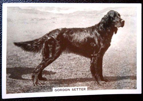 Gordon setter vintage 1939 - vintage,
