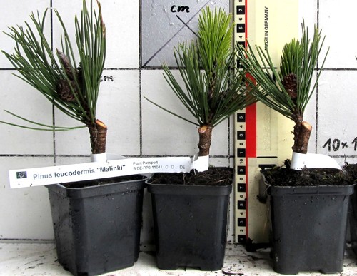 Pinus leuc malinki forma - leuc.,