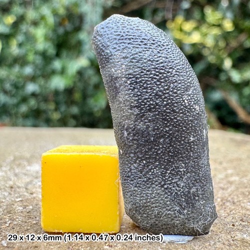 Rare astracanthus magnus - rare,