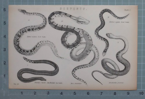 1880 stampa serpenti python - stampa,