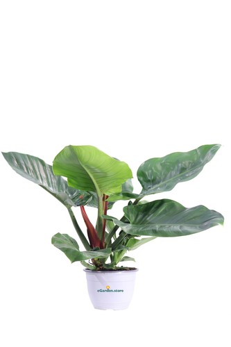 Pianta filodendro - pianta, di