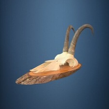 178CAM Trofeo di caccia di camoscio 20,5cm