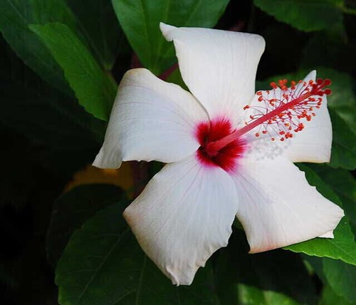 Semi hibiscus syriacus - 30,