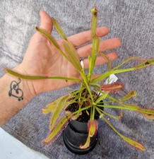 3xDrosera capensis (forma