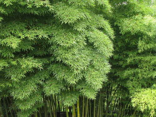 Semi phyllostachys - 10,