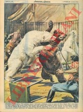 MOLINO W. - A Bologna, sotto la tenda del circo Togni, un orso bianco azzanna a