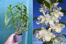 Dendrobium Sailor Boy