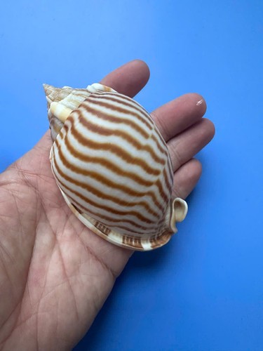 Phalium flammiferum - 94,7, mm