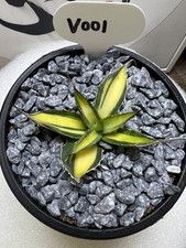 1pcs 7,2cm Cactus Pianta
