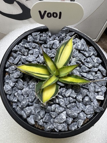 1pcs 2cm cactus pianta - 1pcs,