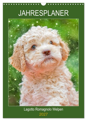 Jahresplaner lagotto romagnolo - lagotto,