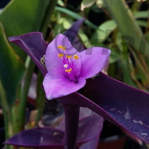 Tradescantia pallida pianta
