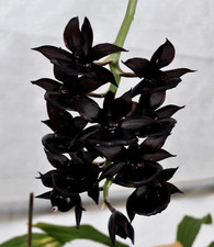 Catamodes Black Magic