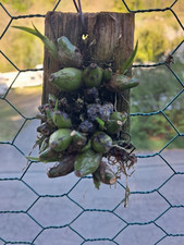 Coelogyne schilleriana - Rara