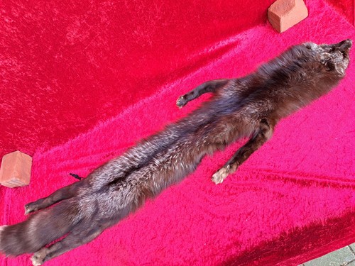 Bella vecchio fuchs - vecchio, fuchs-stola