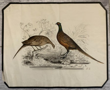 Inchiostro XIX Ritratto