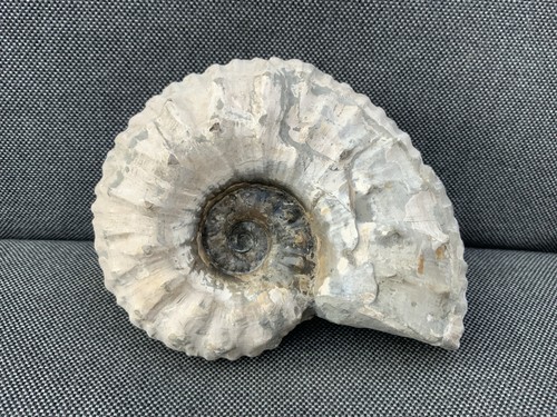 Liparoceras fossil ammonite - fossil,