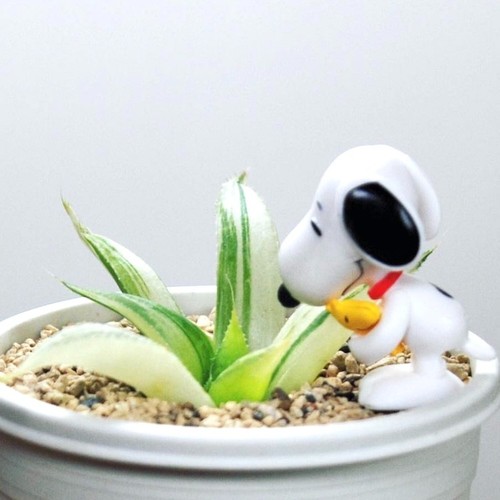 Snoopy putitto cup - edge, mini