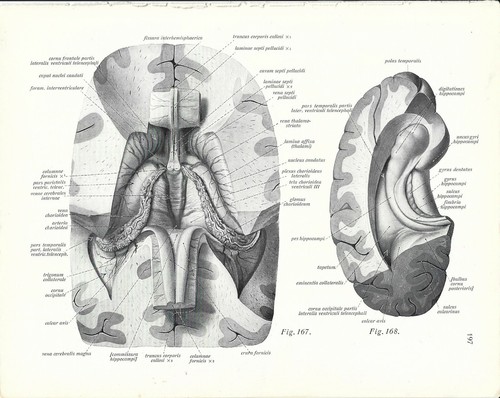 Stampa antica anatomia parti - antica,