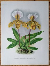 Tiglio Lindenia stampa