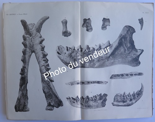Paléontologie depéret - ch.,