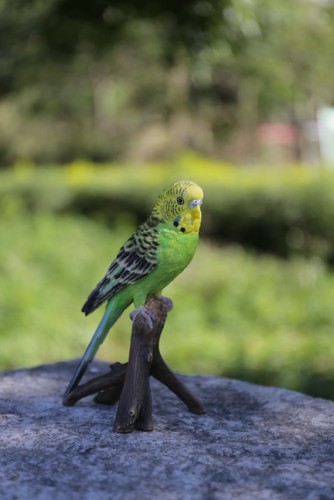 Piccolo budgie ramo - su,