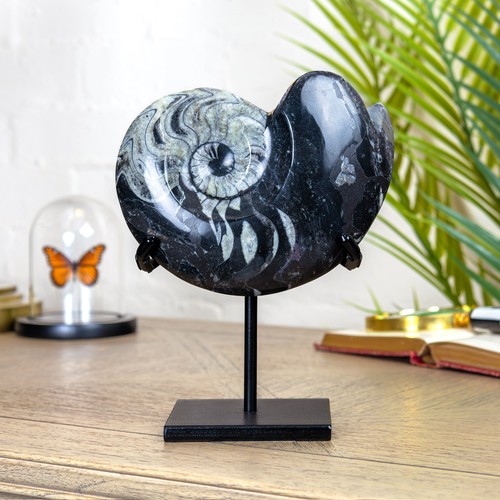 Inch goniatite ammonite - 6.5,