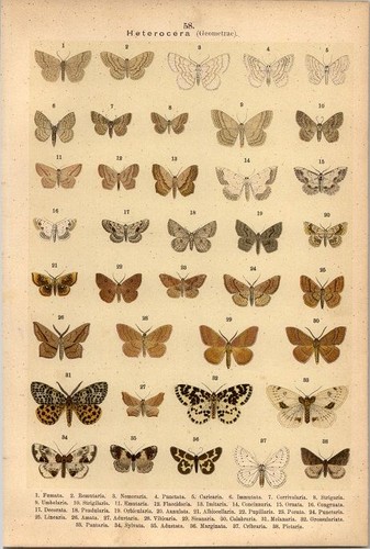 Lithographie schmetterlinge - -,