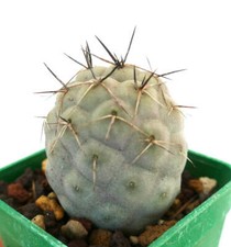 Tephrocactus geometricus SPINE NERE -