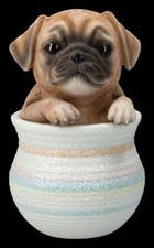 Cani Figura - Carlino IN