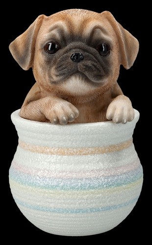 Cani figura carlino in - figura,